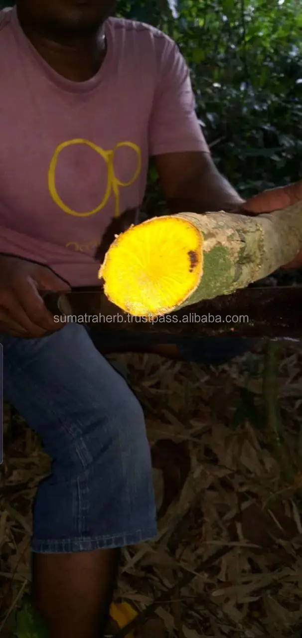 Fibraurea Recissa Pierre 2