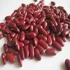 Good Quality American Round Light Speckled Kindey Beans For Sale
