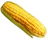 100% Yellow corn for animal feed