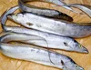 FROZEN RIBBON FISH HIGH QUALITY BEST PRICE