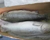 Premium Ice Cold Frozen Salmon Fish, Atlantic Frozen Salmon and Horse Mackerel Fish