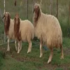 Romania quality Awassi sheep / Merino sheep / Ewe / dorper sheeps and lambs