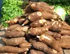 Dry Cassava / Tapioca Chips