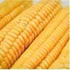 Hot Sales Yellow Corn/ Maize for Animal Feed / YELLOW CORN for POULTRY FEED