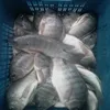 Frozen Chilled Tilapia Fish Supplier Form Bangladesh