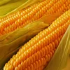 YELLOW CORN AND WHITE CORN