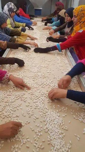 
white kidney beans high quality picks by hands 