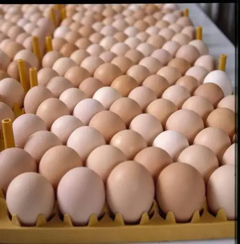 
Fresh Farm Chicken Table Eggs/Fresh Chicken wholesale For Export ..!!  (62005486423)