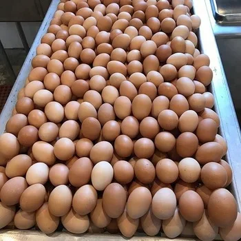 
Fresh Farm Chicken Table Eggs/Fresh Chicken wholesale For Export ..!! 