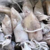 Export Whole Round Frozen Squid for Wholesales/Restaurant with Competitive Price