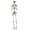 High Simulation Human Body 170cm Plastic Skeleton For Halloween