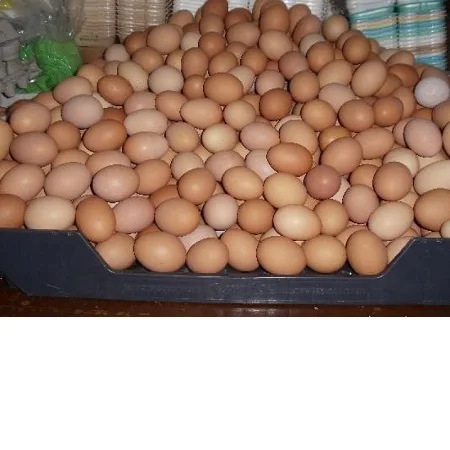 
Available Fresh Table Chicken Eggs and Fertile Hatching Eggs,,,,, 