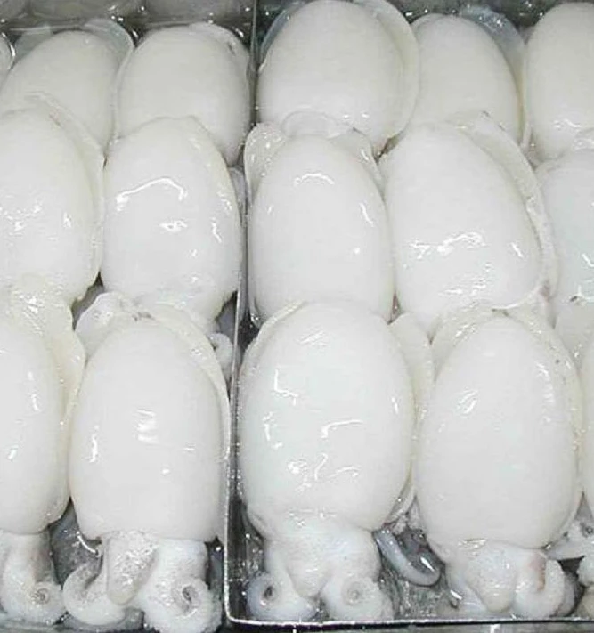 
Whole round 100g 200g cleaned frozen cuttlefish  (62005115193)
