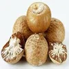 Betel Nuts and Kernels