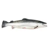 /product-detail/fresh-salmon-fish-salmon-from-norway-100-export-quality-salmon-fish-62003957756.html
