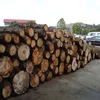 /product-detail/pine-wood-log-for-making-pallet-or-construction-cutting-from-original-forest-62004178570.html