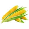 Dry Maize/Dried Yellow Corn/Dried Sweet Cor