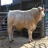 Charolais cattle