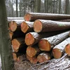 Tan Ha wood logs from Viet Nam