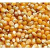 Quality Non-GMO Yellow Corn for Human Consumption