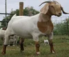 Pure Breed Boer Goat / Live Sheep, Cattle, Lambs for sale