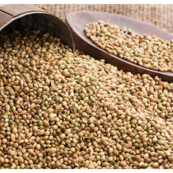 coriander seeds images