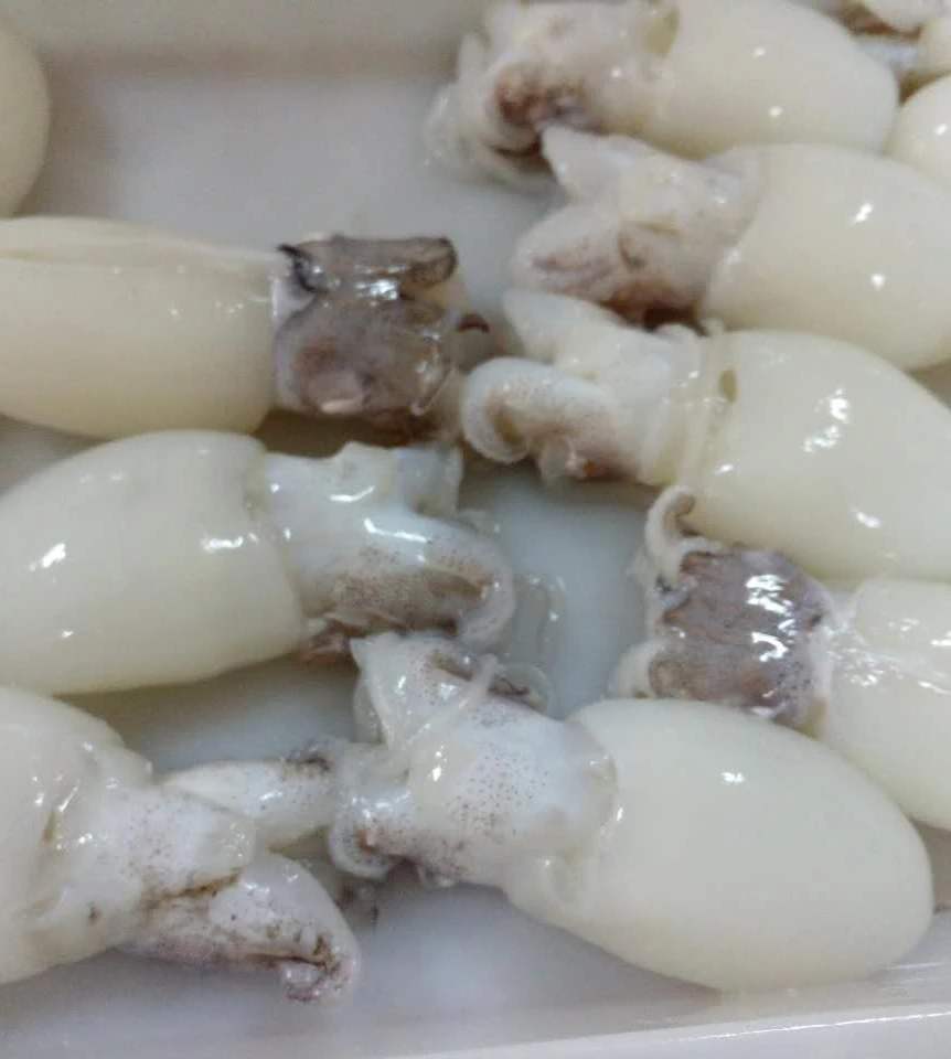 
Whole round 100g-200g cleaned frozen cuttlefish 
