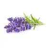 organic essential oils wholesale suppliers Buy Best Quality 100% Pure lavender essential oil