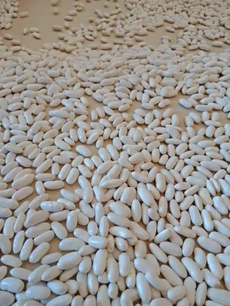 
white kidney beans high quality picks by hands 