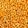 /product-detail/animal-feed-non-gmo-white-and-yellow-corn-maize-grade-1-manufacturers-50035406849.html