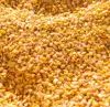 High-quality fresh natural raw grain corn common gold seeds yellow maize