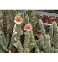 buy h57 hoodia