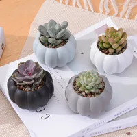 

APHACATOP Ceramic Succulent Planters Pumpkin shape Plant Pot