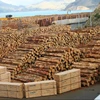 PINE WOOD LOGS FOR SALESACACIA WOOD SAWN TIMBER / TIMBER RAW MATERIAL,MAKE PALLET BEST PRICE OF PINE TREE WOOD TIMBER