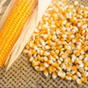 /product-detail/dry-maize-animal-feed-50003458357.html
