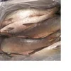 Excellent Quality Frozen Salmon Fish