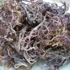 /product-detail/fresh-dried-gracilaria-seaweed-for-cuisines-62005374244.html