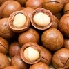 Clean Raw organic Macadamia nuts with shell and Without shell.