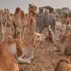 Live Camels For Sale/Live Stock
