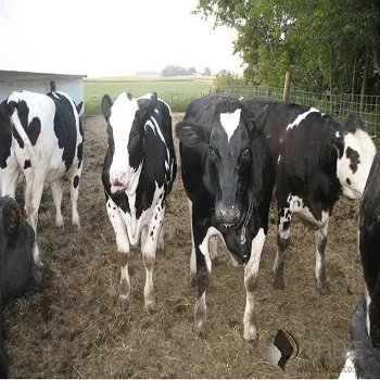 Thailand Dairy Cattle For Sale Thailand Dairy Cattle For Sale