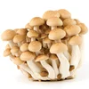 Buy mushroom truffle wild morchella conica boletus edulis shiitake.