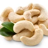 Roasted Cashew /Cashew Nuts/ Cashew Kernels For Wholesale