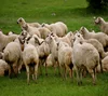Awassi Sheep