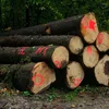 /product-detail/log-oak-beech-pine-spruce-ash-round-logs-62004053926.html