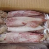Frozen Whole Squid And Squid Tube price very competitive