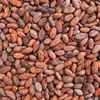 Quality Dried Cocoa Beans