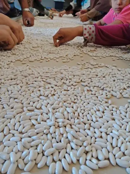 
white kidney beans high quality picks by hands 