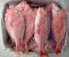 White Snapper Fish /Red Snapper Fish / Frozen King Snapper Fish