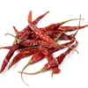 Teja Chilli with stem for Sale