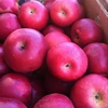 Fresh Fruits Red FUJI Apples